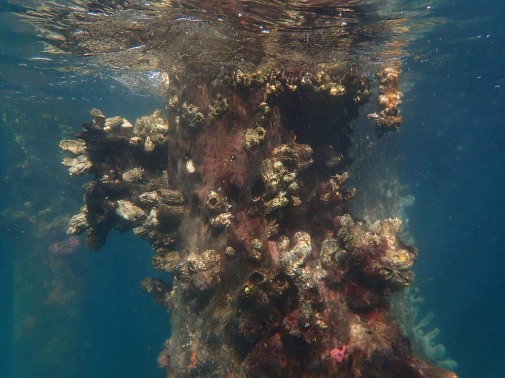 Barnacle; Giant Rock - Busselton Jetty