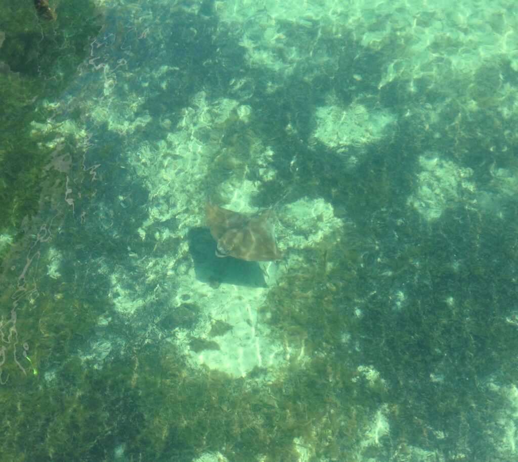 Australian Rays Eagle Ray - Busselton Jetty