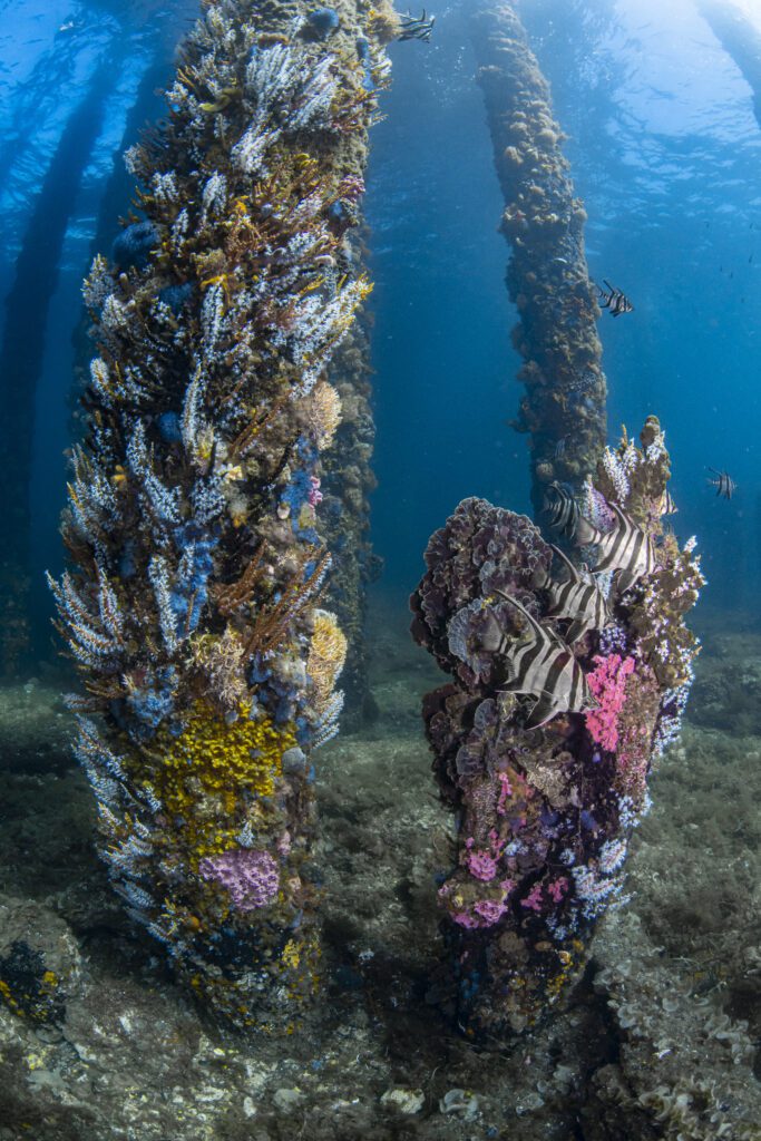 Artificial Reefs - Busselton Jetty