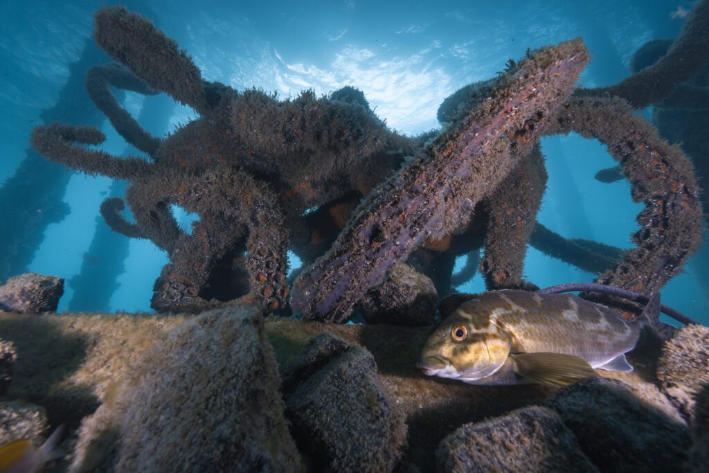 Underwater Sculpture Park Busselton Jetty