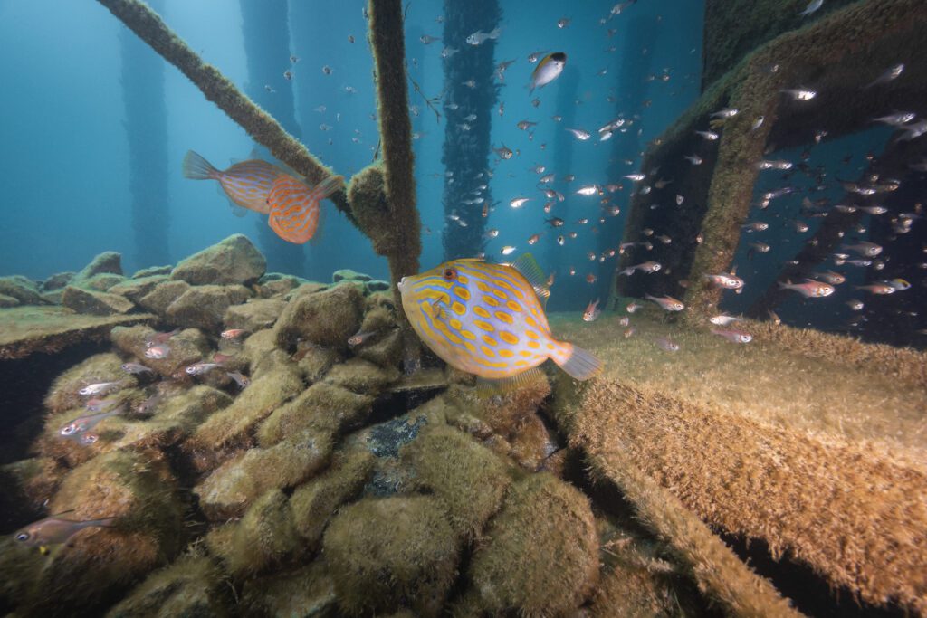 Artificial Reefs - Busselton Jetty