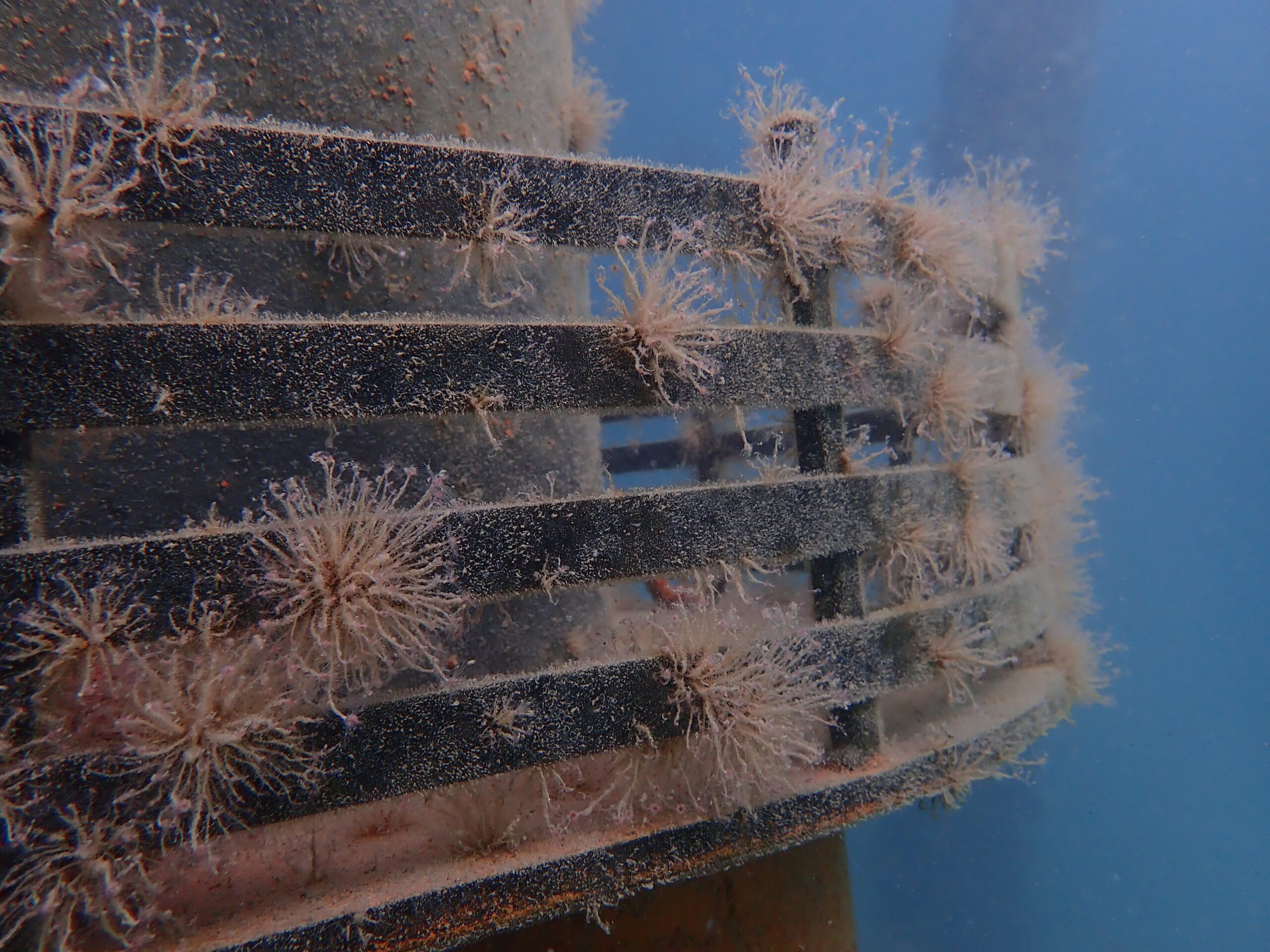 Artificial Reefs - Busselton Jetty