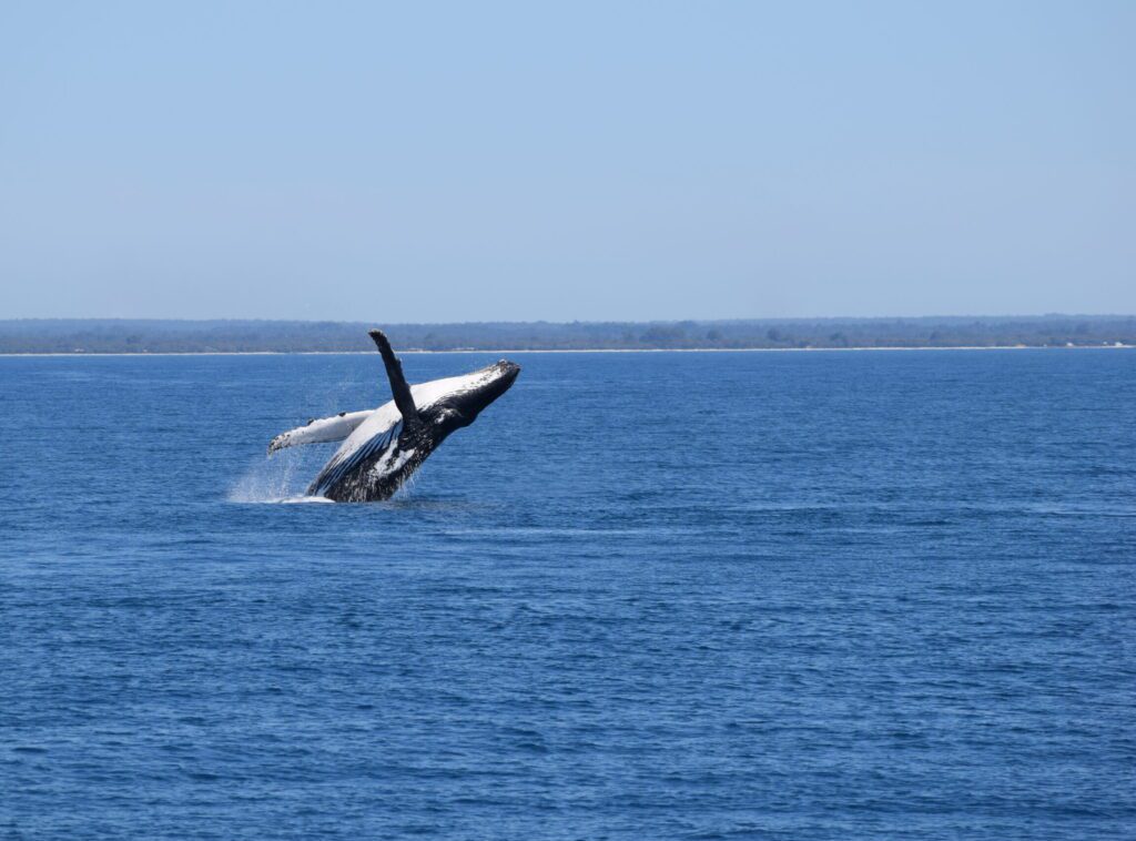 A Humpback whale jumping out of the water in Geographe Bay.