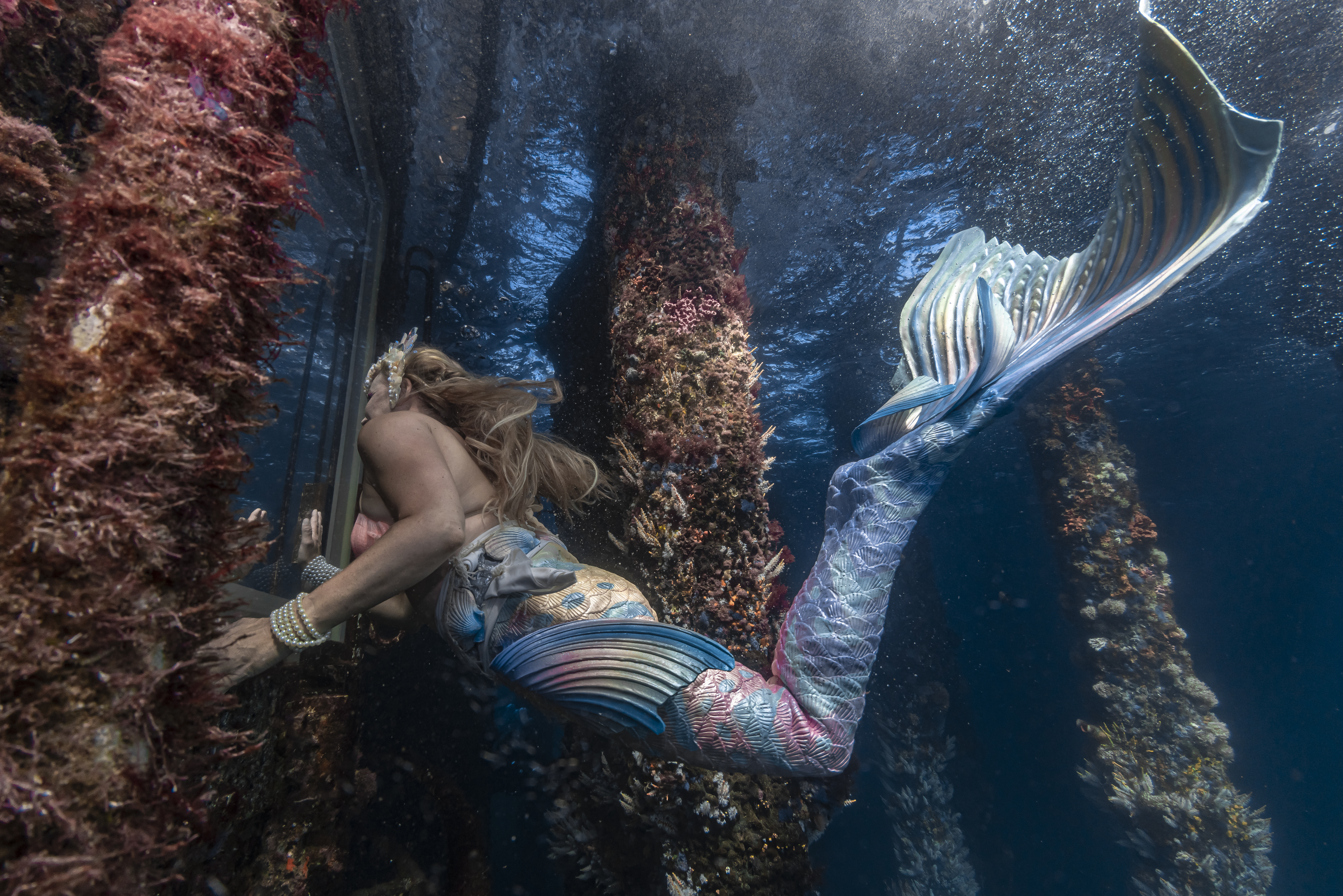 A Mermaid with a blue, pink and yellow tail swimming underwater, waving to Underwater Observatory visitors through the window.