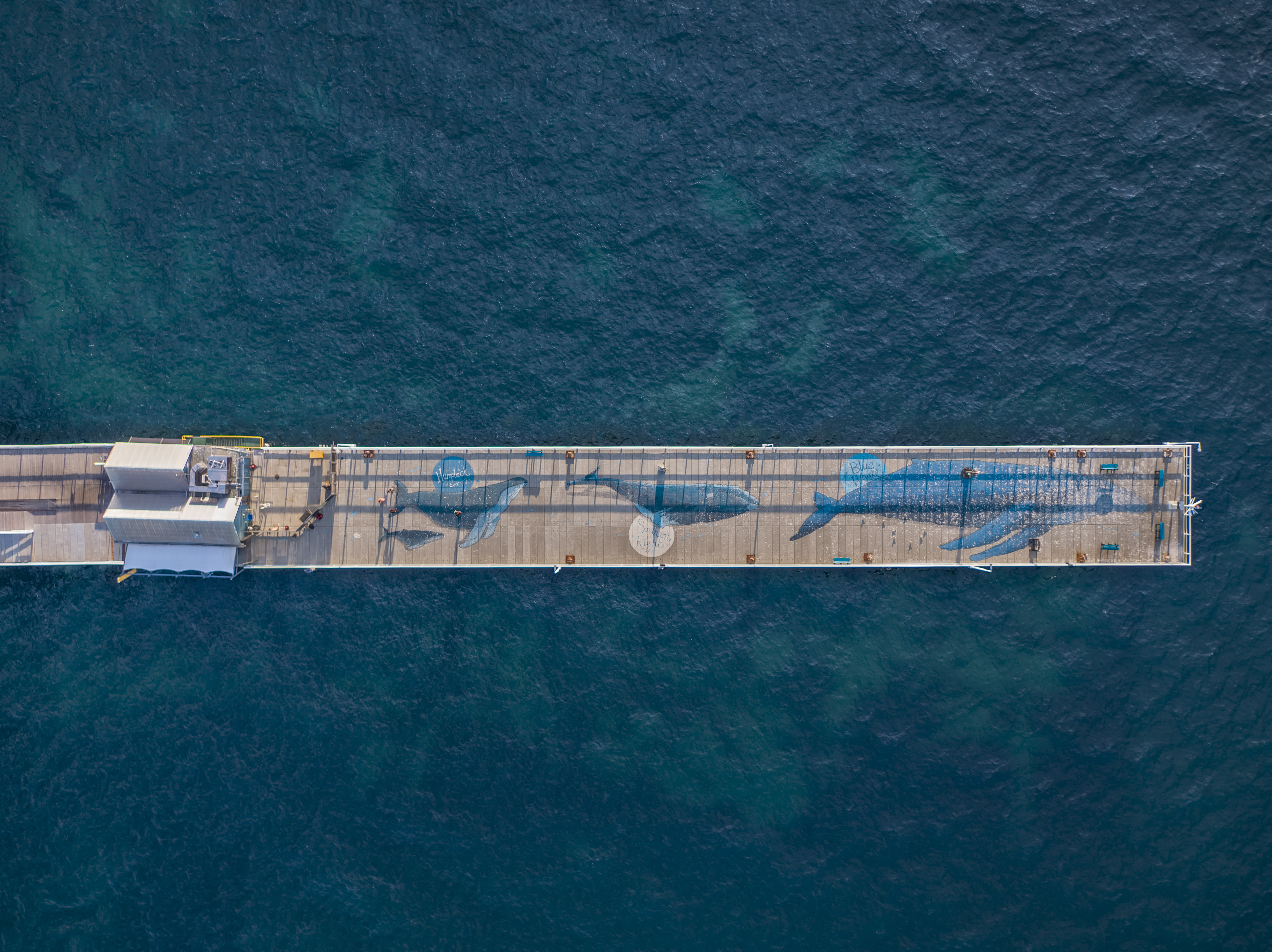All 3 whale murals at the end of the Jetty taken from a birds-eye-view.